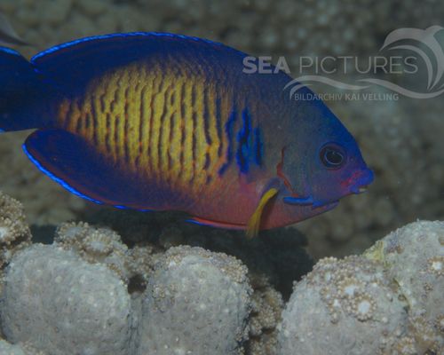 Kaiserfische