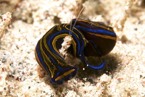 Chelidonura hirundinia