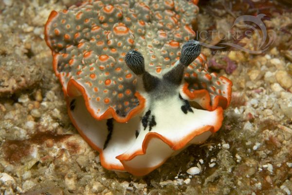 Dermatobranchus ornatus