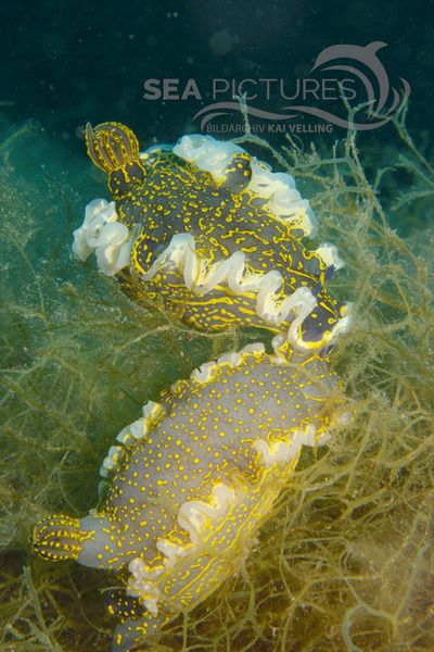 Hypselodoris picta picta