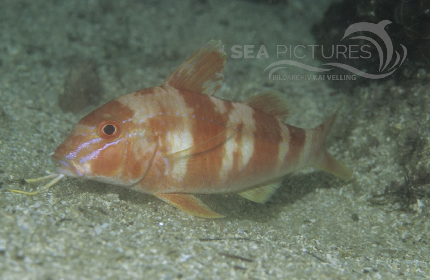 KV Meerbarbe  Upeneichthys vlamingii  AU SY 04