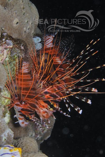 Pterois antennata