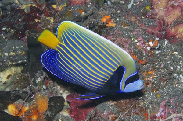 Pomacanthus imperator juv