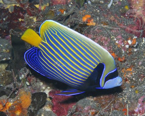 Kaiserfische