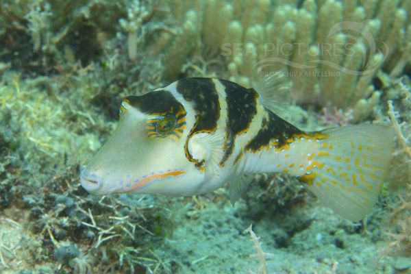 Canthigaster coronata