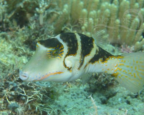 Kugelfische