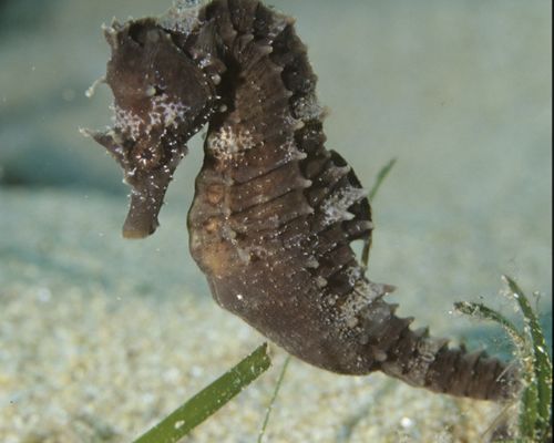 Meeresfische Meeresfische