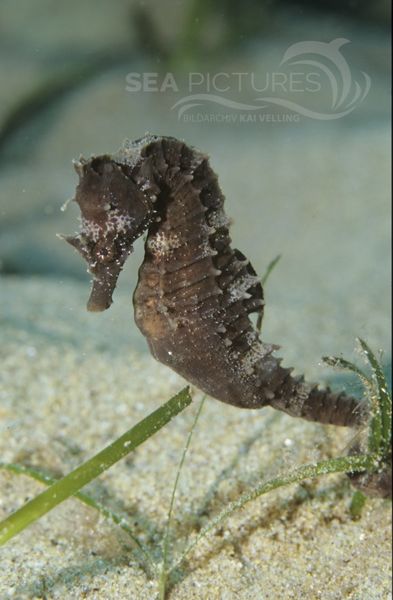 Kurzschnauzen-Seepferdchen  Hippocampus hippocampus  MI8