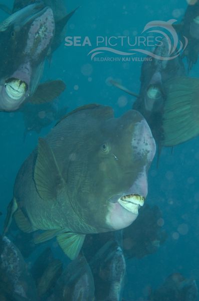  KV Bu  ffelkopf-Papageienfisch  Bolbometopon muricatum  MALA 06.