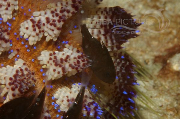 KV Seeigel-Kardinalbarsch Siphamia versicolor PH 06 002