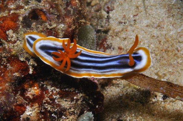 Chromodoris magnifica