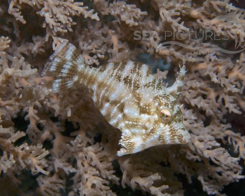 Feilenfische