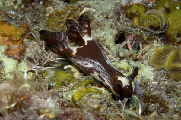 Nembrotha mullineri