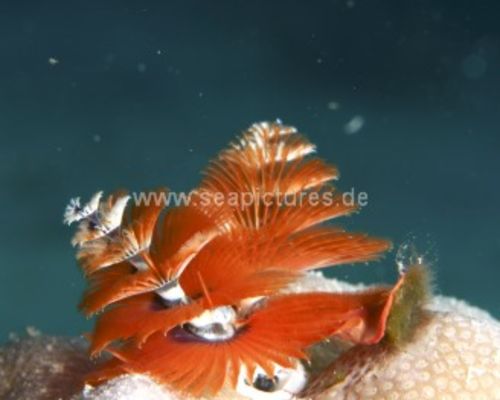 Niedere Tiere