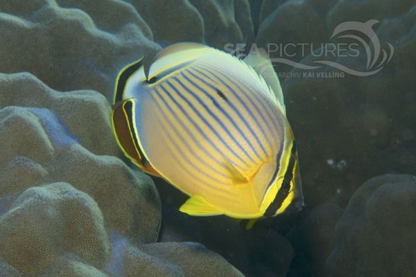 Chaetodon lunulatus