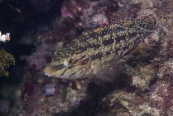 KV Fu  nffleckiger Lippfisch Symphodus roissali KR 06 1537