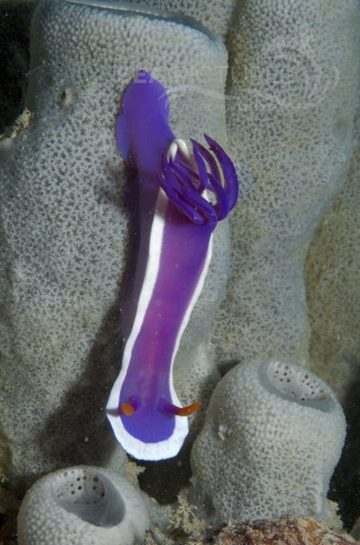 KV Hypselodoris bullocki MALA 06 1