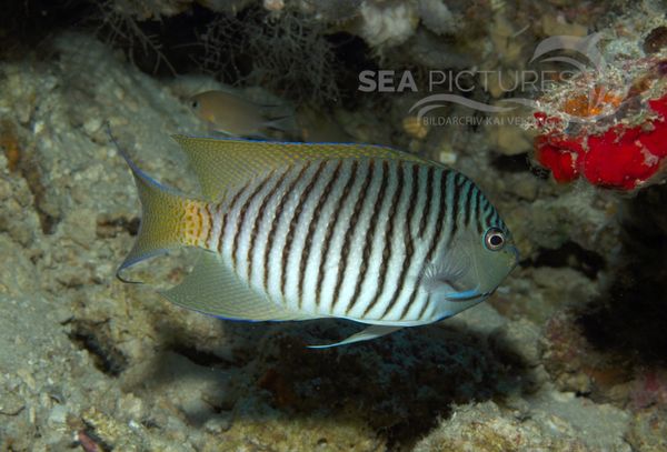 KV Pazifischer Zebrakaiserfisch  Genicanthus melanospilos  MALA 06.