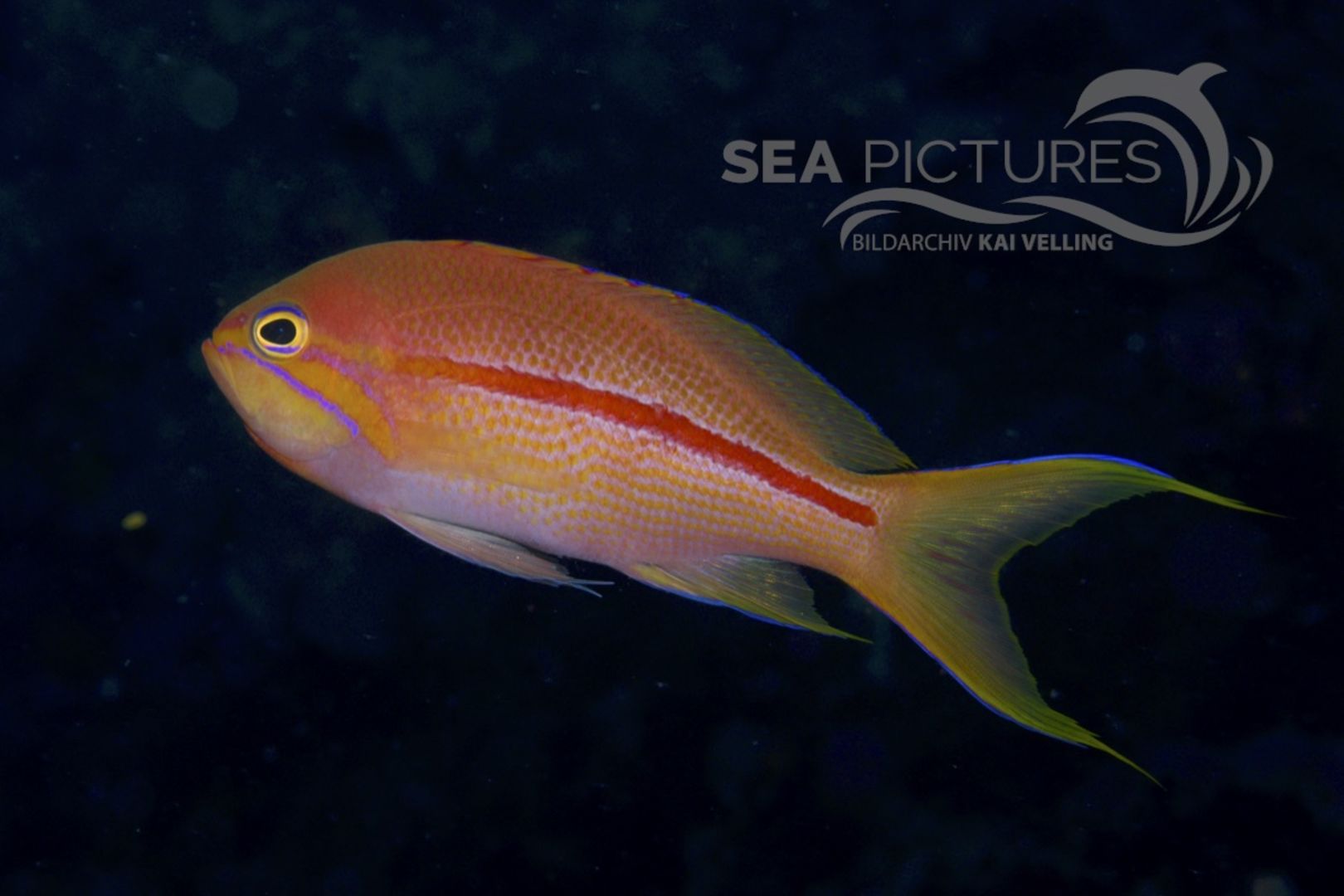 Pseudanthias cf fasciatus