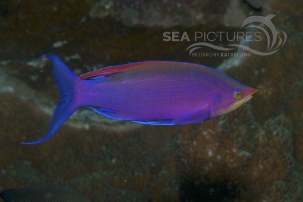 Pseudanthias tuka 