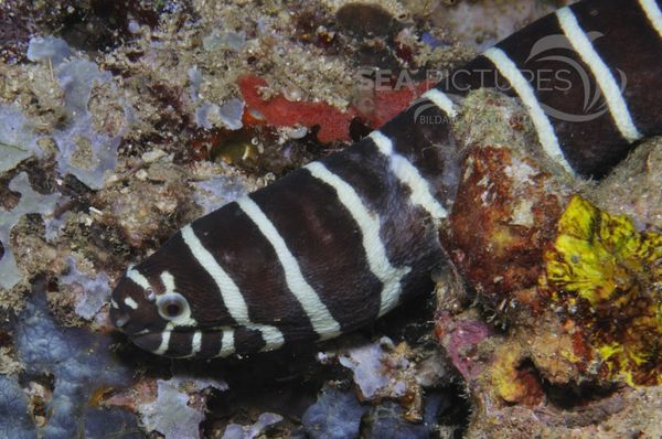 Gymnomuraena zebra