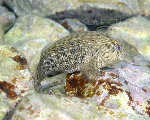 Schleimfische