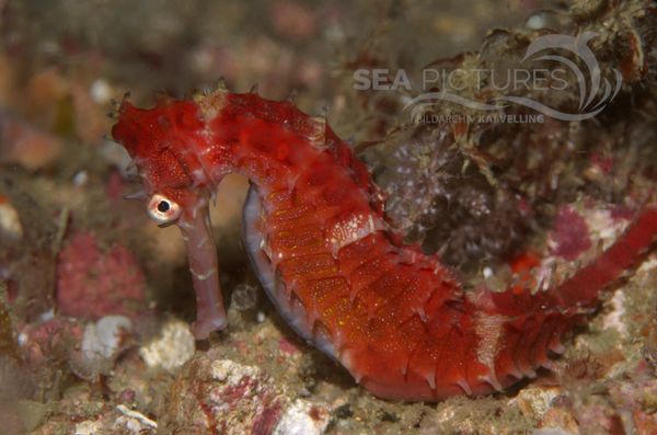 KV Dorniges Seepferdchen Hippocampus histrix PH 06 003