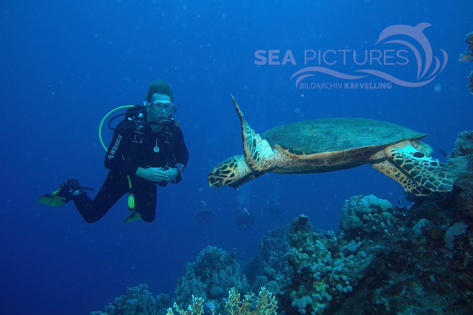 Echte Karettschildkröte  Rotes Meer / hawksbill turtle / Eretmochelys imbricata