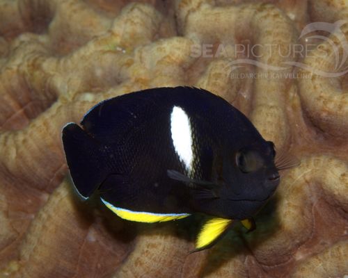 Kaiserfische
