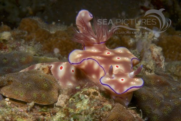 Ceratosoma cornigerum