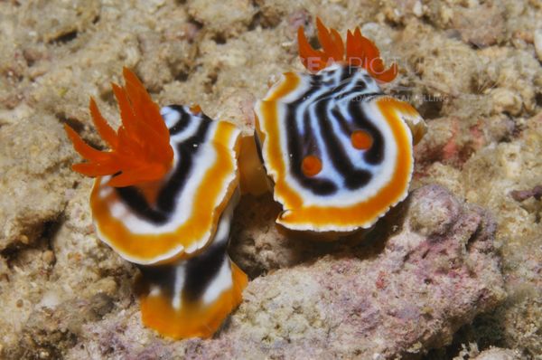 Chromodoris magnifica