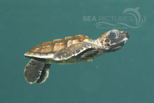 Eretmochelys imbricata