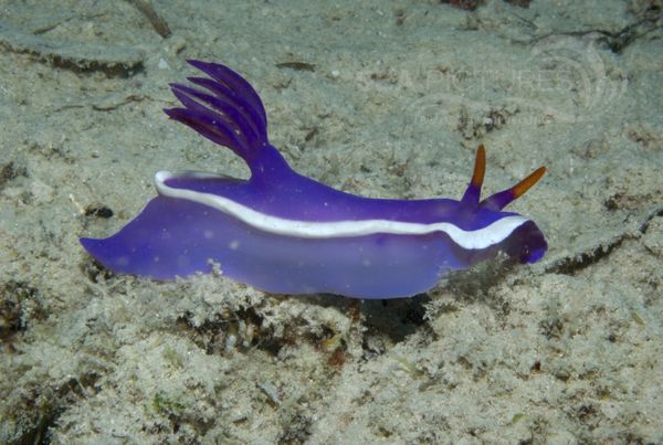 KV Hypselodoris bullocki MALA 06 19