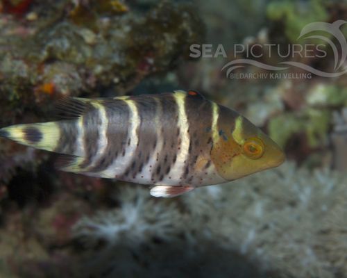 Lippfische