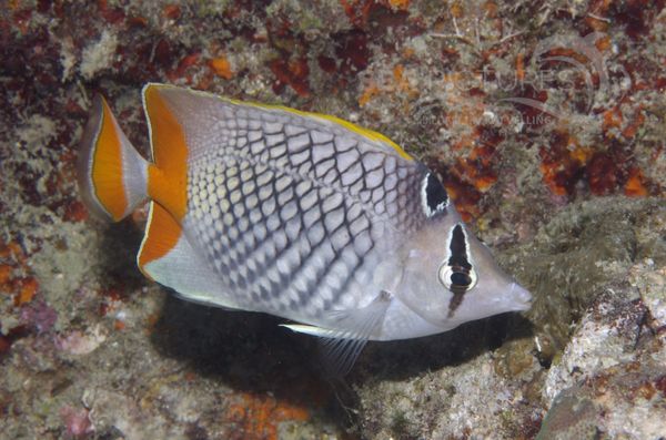 KV Orangen-Gitterfalterfisch Chaetodon xanthurus PH 08 01939