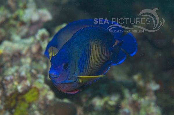 KV Streifen-Zwergkaiserfisch Centropyge bispinosa PH 06 003