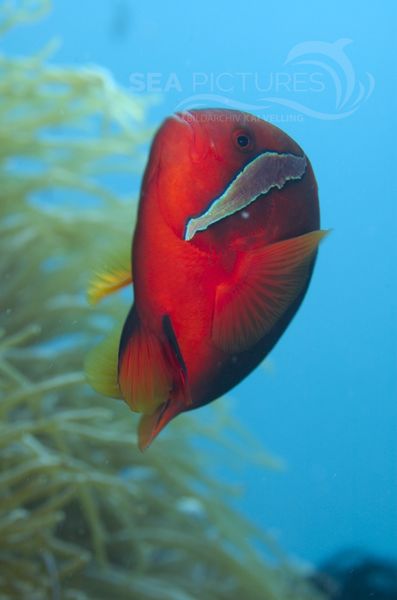 KV Amphiprion frenatus PH 08 09409