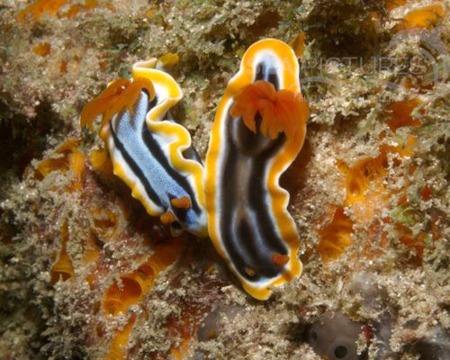 Niedere Tiere