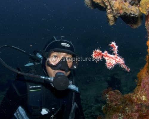 Meeresfische Meeresfische