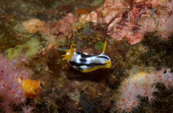 KV Chromodoris cf. strigata PH 06 88