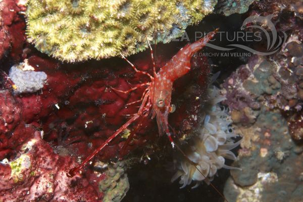 Cinetorhynchos reticulatus