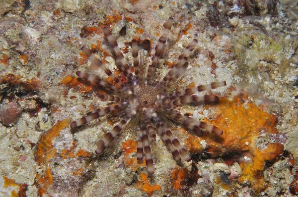 Echinothrix calamaris