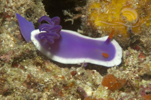 KV Hypselodoris bullocki MALA 06 11