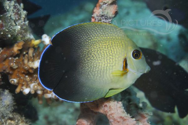 Acanthurus pyroferus juv. 