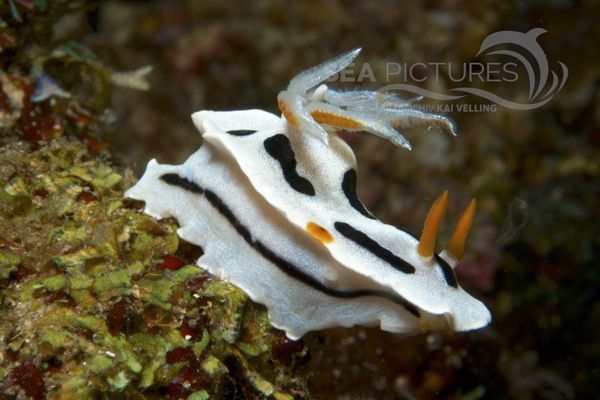 Chromodoris dianae