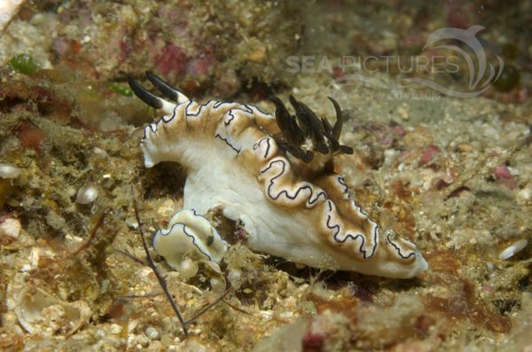 KV Glossodoris atromarginata PH 06 71