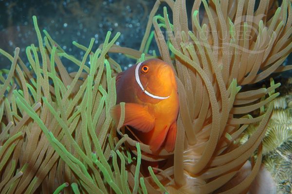 Samt-Anemonenfisch  Premnas biaculeatus  8404