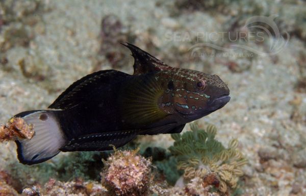 KV Amblygobius phalaena PH 08 12775