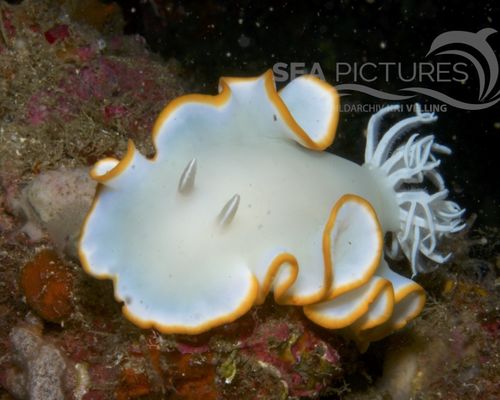 Niedere Tiere Niedere Tiere