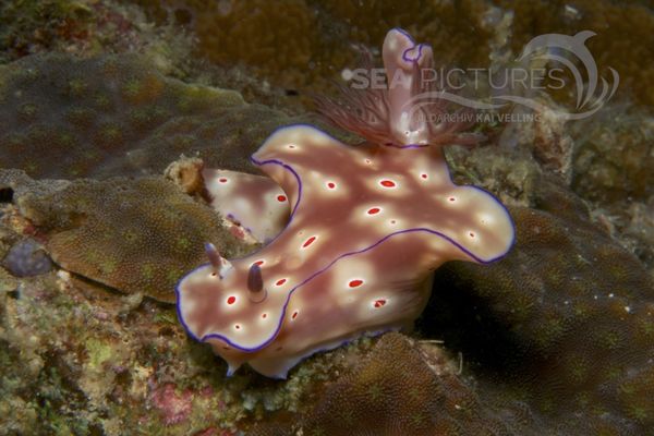 Ceratosoma cornigerum